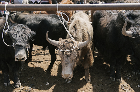 Exploring the Animal Market in Kashgar: A Feast for the&nbsp;Senses